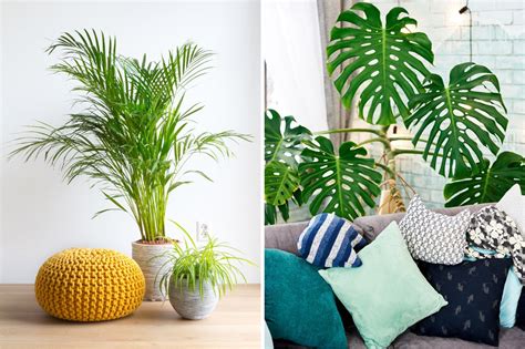 The Know It All Guide To Decorating Your Home With Plants