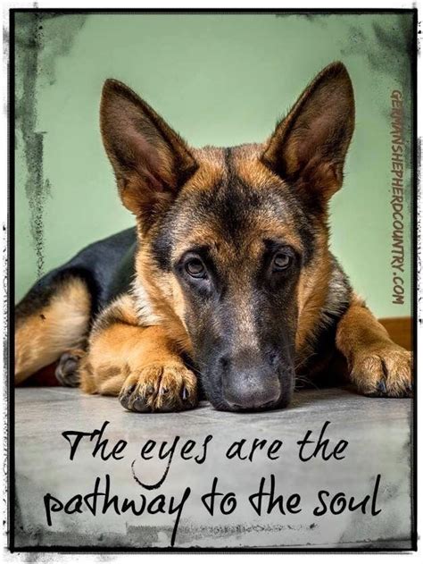 Pin By Sonni Ann Gavin On Praise God For Dogs Dog Quotes Dog Quotes
