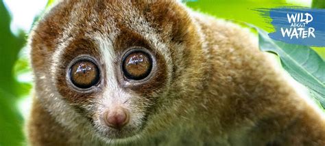 Slow Loris Facts Nestlé Pure Life