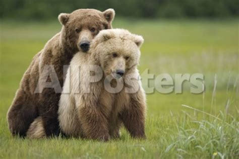 Grizzly Bears Mating At Hallo Bay Photographic Print Paul Souders