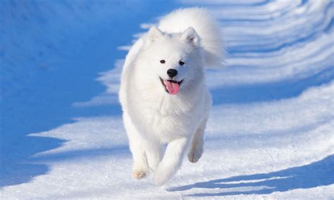 10 Dog Breeds That Love The Snow Bechewy