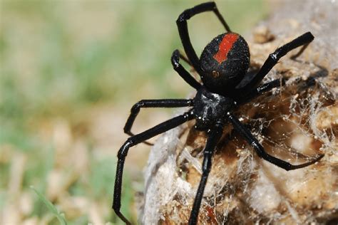 How To Get Rid Of Black Widow Spiders Insectek Pest Solutions
