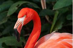 The Florida Man Who Mistook A Flamingo For A Pink Unicorn