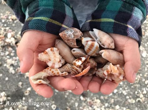 I Love Shelling Collect Shells Sanibel Seashells Part 7