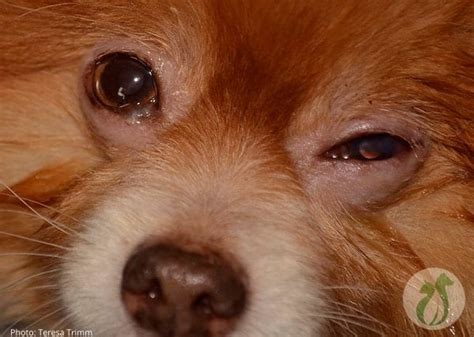 Puppy Swollen Eye Home Treatment Prodigious Account Photos