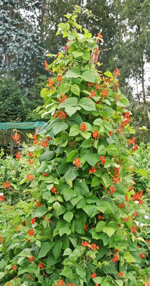 Scarlet Runner Bean Phaseolus Coccineus Wisconsin Horticulture