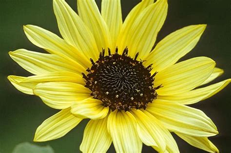 The reason i like it because its name, the name sunflower gives people the impression of hope, sun stands for. Top 10 Sunny Sunflower Varieties | Flower Garden - Birds ...