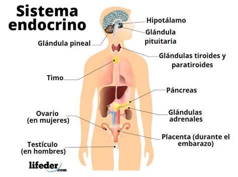 Sistema Endocrino Funciones Partes Hormonas Enfermedades