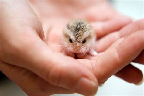 These Hamsters Are So Adorable I Cant Wait To Get One Animals