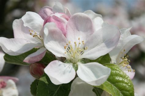Flowering crabapple best lawn mower homemade tools garden care trees and shrubs grasses lawn care garden planning perennials. Crab Apple | Bach Flower Learning Programme & Educational ...