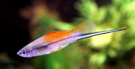 Swordtail Fish Care Guide Creature Companion