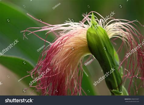 Female Flower Maize Plant Stock Photo 298291601 Shutterstock