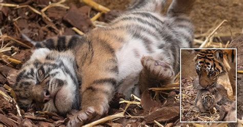 Endangered Tiger Cubs Seen Out And About At London Zoo For First Time