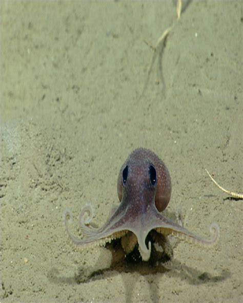 Download Baby Octopus-Cute Sea Creatures