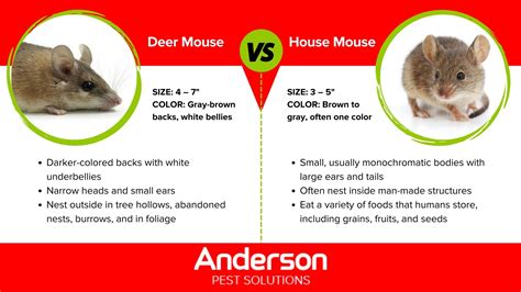 Deer Mice Vs House Mice Mice In Illinois And Indiana