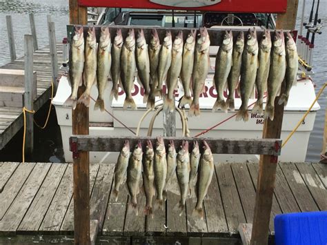 Lake Erie Walleye Fishing Charters Monroe Michigan Reel Time