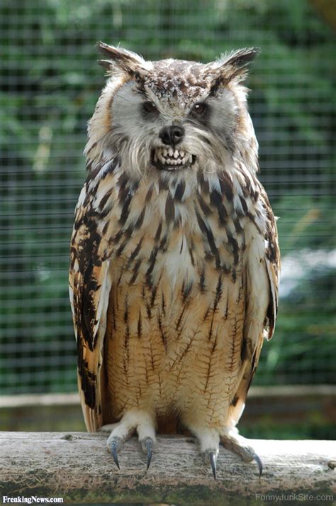 Funny Owl Pictures