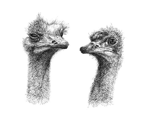 Ostrich Pen And Ink Drawing Original Fine Art Print Etsy