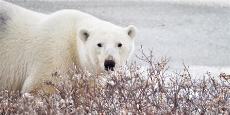 The Ultimate Guide To Polar Bear Season In Churchill Manitoba Travel