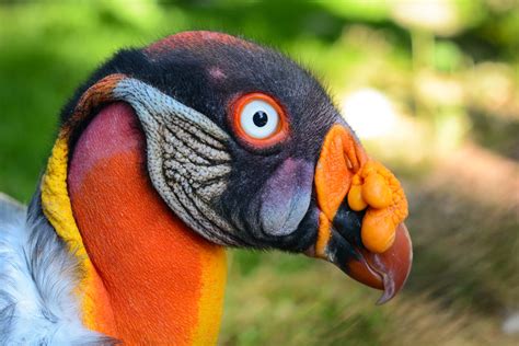 Meet The Worlds Most Colorful Vulture The King Vulture Things Guyana