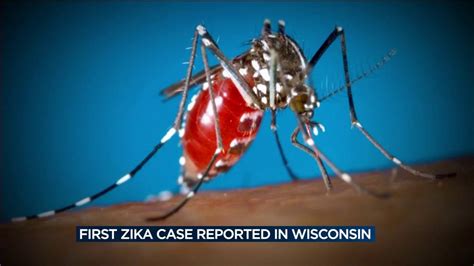 First Case Of Zika Virus Found In Wisconsin Youtube