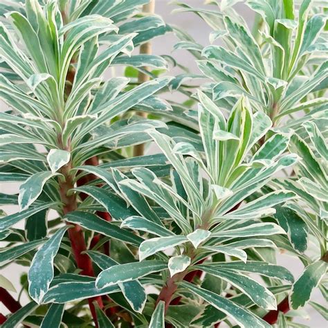 Maybe you would like to learn more about one of these? EUPHORBIA WOLFSMILCH SILVER SWAN Topf 1,5 l - SHOP-KUNST ...