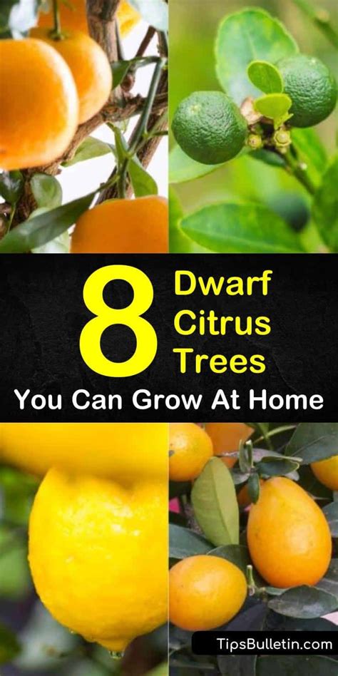 Citrus is probably the first and obvious choice for an indoor fruit tree. 8 Different Dwarf Citrus Trees You Can Grow at Home | Indoor lemon tree, Citrus tree indoor ...