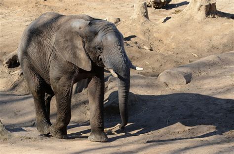 Afrikanischer Elefant Foto And Bild Tiere Zoo Wildpark And Falknerei