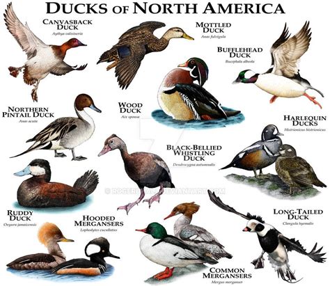 Ducks Of North America Pet Birds Wildlife Art Waterfowl Hunting