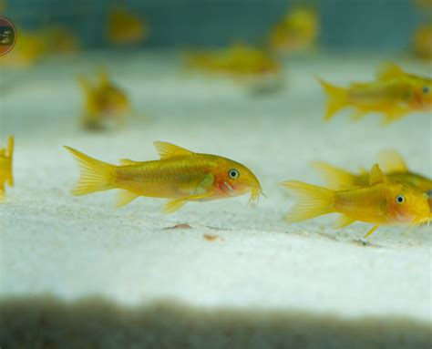 Corydoras Sp Yellow Laser Zierfische Berlin