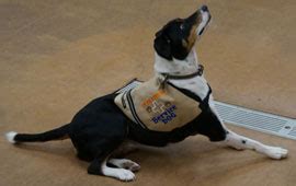 Maybe you would like to learn more about one of these? Give Us Paws - Home - Free Service Dog Training in Houston ...