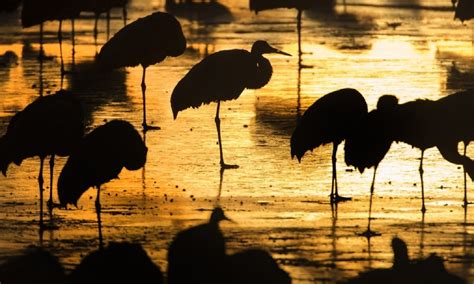Wallpaper Birds Sunset Reflection Silhouette Sunrise Evening
