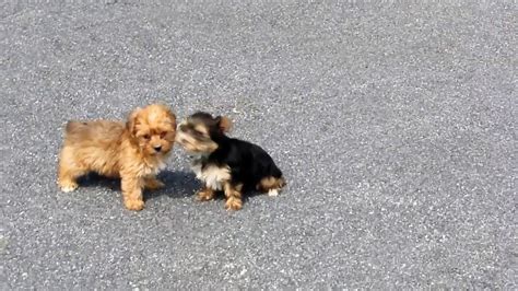 Yorkshire terrier, puppies for sale, georgia, yorkie, puppies for sale, ga, yorkie, breeders, in atl. Yorkie-Poo Puppies For Sale - YouTube