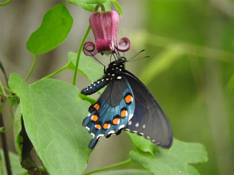 Mariposas cola de golondrina azul desde Monterrey N L México el