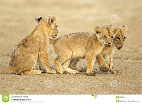 Cute Lion Cubs Stock Image Image 22923211