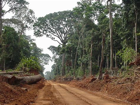 Remote Sensing Reveals Impact Of Logging Road Expansion In Congo Basin