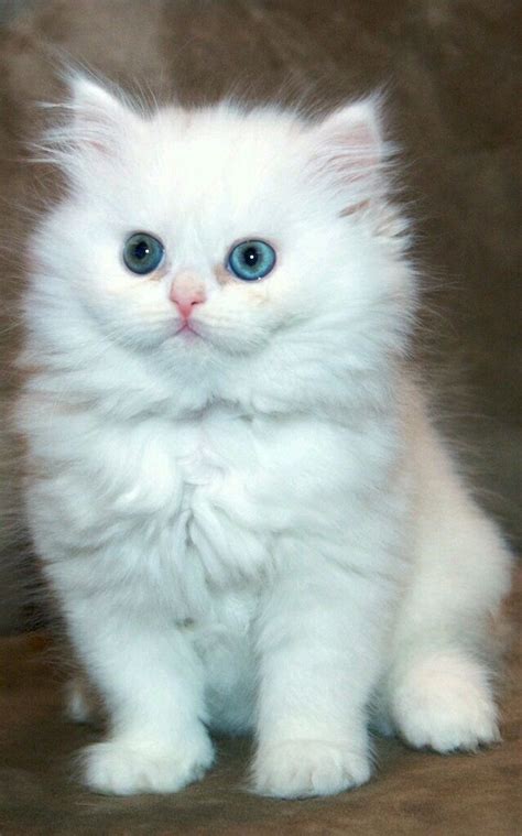 Cats White Persian Kitten Tap The Link For An Awesome Selection Cat
