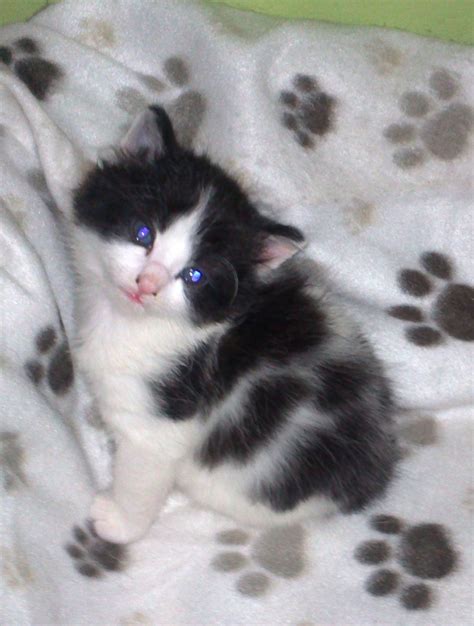 Cute Fluffy Black And White 8 Weeks Old Kittens London