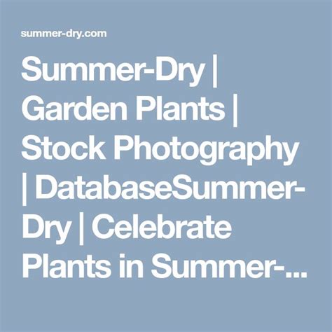 Summer Dry Garden Plants Stock Photography Databasesummer Dry