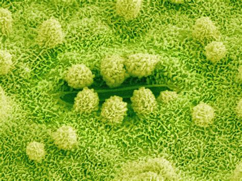 Check spelling or type a new query. What is the Function of Plant Stomata?