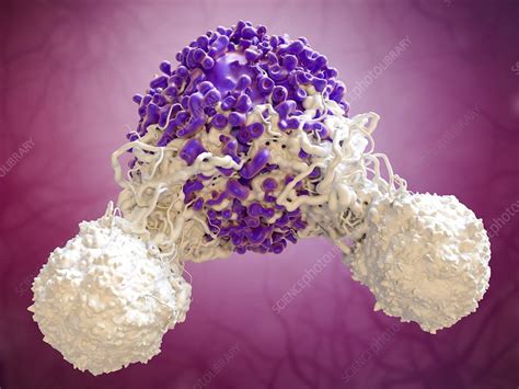 T Cells Attacking Cancer Cell Stock Image C0247504 Science Photo