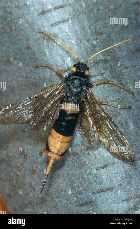 Giant Wood Wasp Giant Horntail Greater Horntail Urocerus Gigas Stock