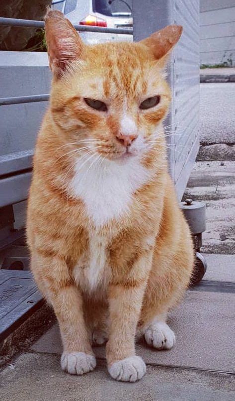 Have You Seen GINGER, a Missing Cat, Lost at Frankel Terrace? | Cats