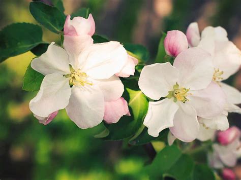 The Best Early Blossoming Trees For Small Gardens Saga