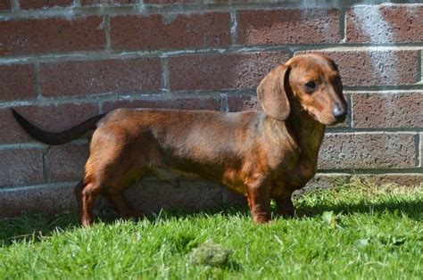 43 Mini Dachshund Puppies For Sale Southern California Image