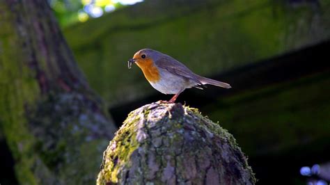 Der Frühe Vogel Fängt Den Wurm Elkes Kindergeschichten