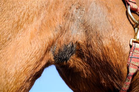 Diagnosing Skin Problems With Your Horse Your Horse