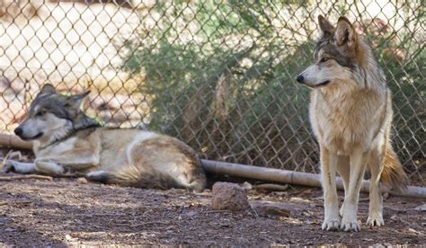 Endangered Wolves Sent From Arizona To Texas To Aid Species