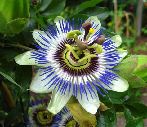 Blue Passion Flower Passiflora Caerulea 10 Seeds Free Us Etsy