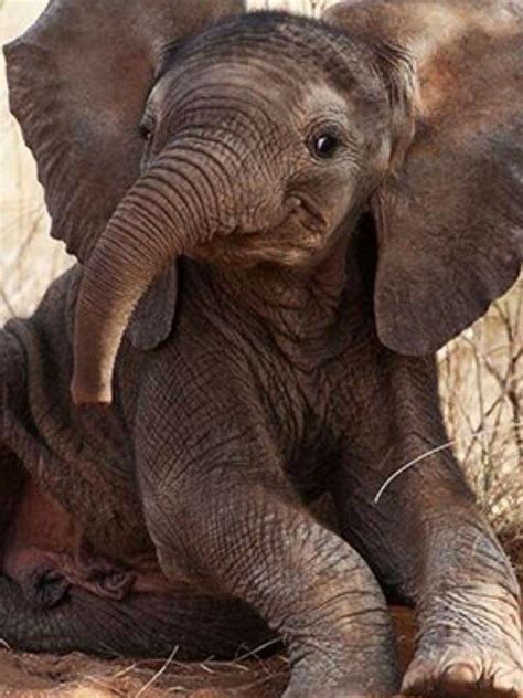 Pin By Tammy Borix Mitchener On Elephants Cute Animal Pictures